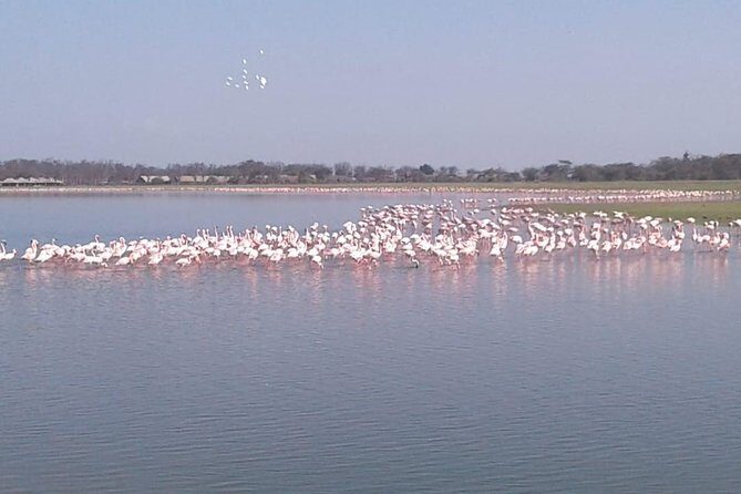 4 Days Maasai Mara and Lake Nakuru Unforgettable Safari - Authentic Experiences from Past Travelers