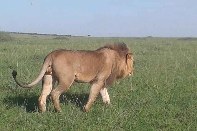 4 Days Maasai Mara and Lake Nakuru Unforgettable Safari - Transportation and Group Size