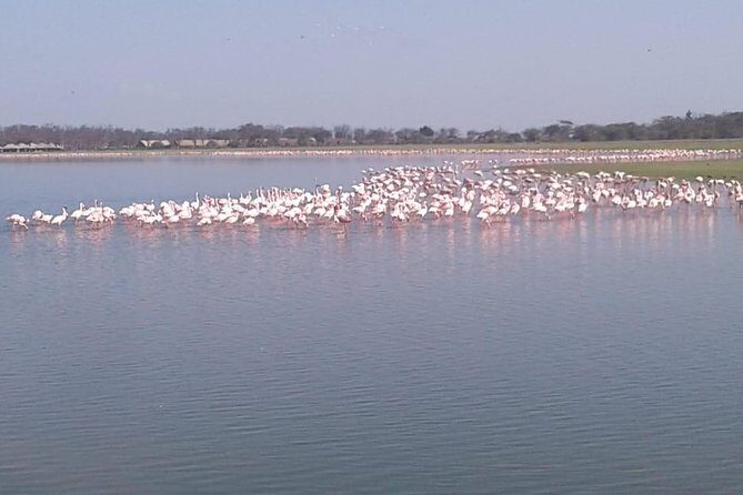 4 Days Maasai Mara and Lake Nakuru Unforgettable Safari - Price and Value