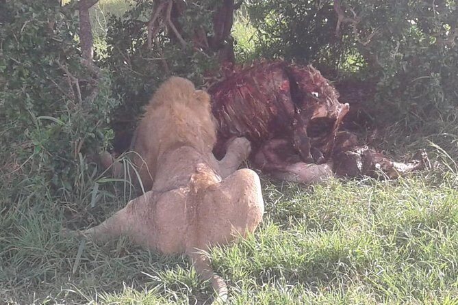 4 Days Maasai Mara and Lake Nakuru Unforgettable Safari - Who Should Consider This Tour