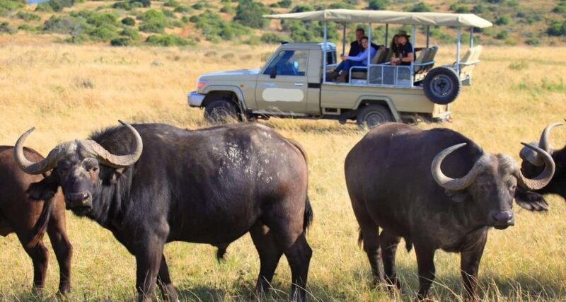 4 Days Magical Adventure to Manyara, Ngorongoro & Serengeti - FAQ