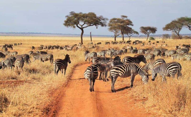 4 Days Magical Adventure to Manyara, Ngorongoro & Serengeti - Introduction: What Makes This Safari Stand Out?