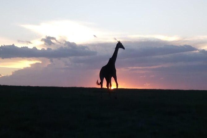 4 Days - Majestic Maasai Mara and Lake Nakuru Safari - Day 2: The Big Five and the Great Migration