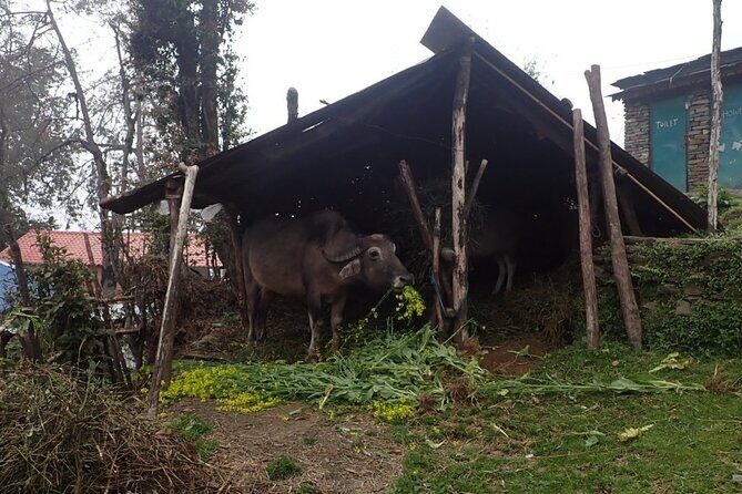 4 Days Mardi Himal Base Camp Trek from Pokhara - Day 4: Back through Siding Village to Pokhara