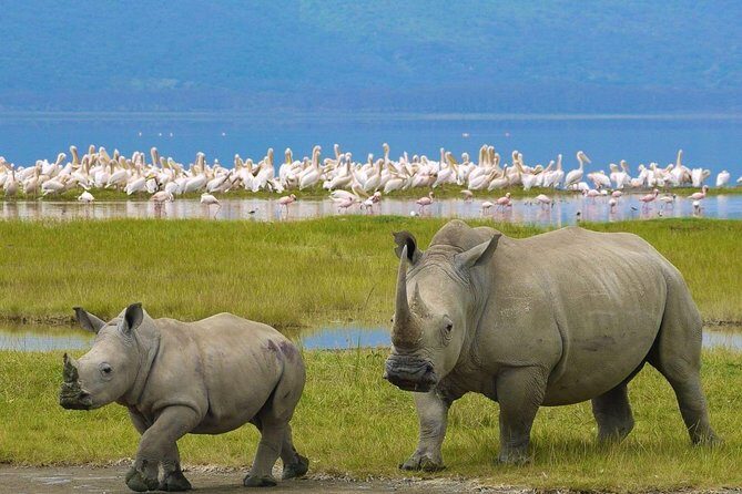 4 Days Masai Mara and Lake Nakuru Budget Safari Meals included - Authenticity and What Travelers Really Say