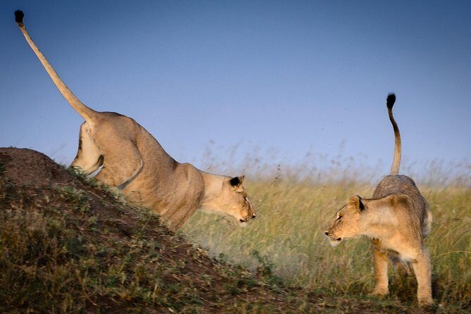 4 Days Masai Mara and Lake Nakuru Budget Safari Meals included - FAQ