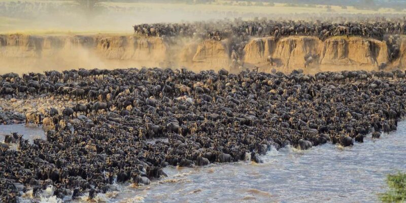 4 Days Masai Mara and Lake Nakuru Budget Safari on 4x4 Jeep - Key Points