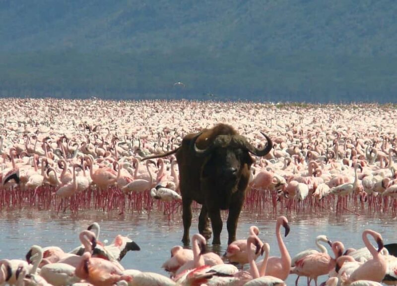 4 Days Masai Mara and Lake Nakuru Budget Safari on 4x4 Jeep - Frequently Asked Questions