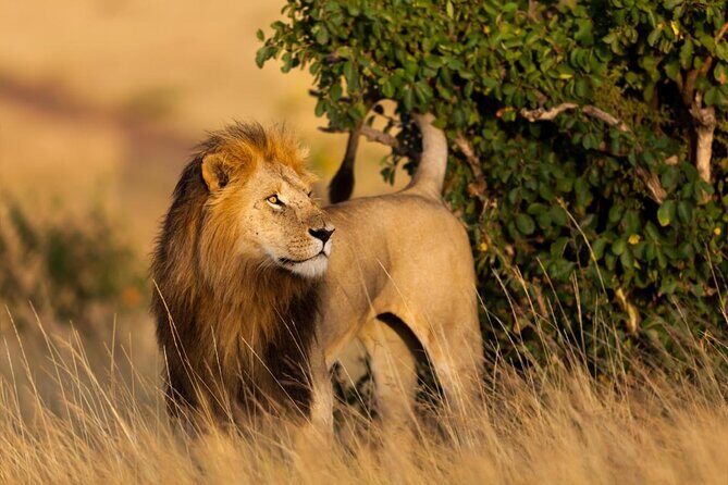 4 Days Masai Mara and Lake Nakuru Luxury Safari on 4x4 Jeep - Introduction