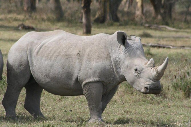 4 Days Masai Mara and Lake Nakuru Luxury Safari on 4x4 Jeep - Day 2: From Nakuru to Maasai Mara
