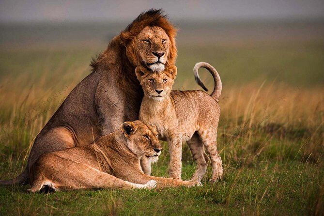 4 Days Masai Mara and Lake Nakuru Luxury Safari on 4x4 Jeep - Day 3: Full Day in Maasai Mara