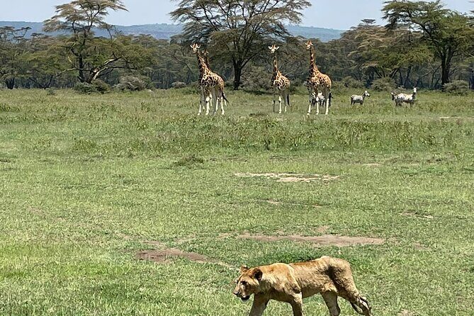 4 Days Masai Mara and Lake Nakuru Mid-Luxury safari - Day 3: Full Day in the Mara