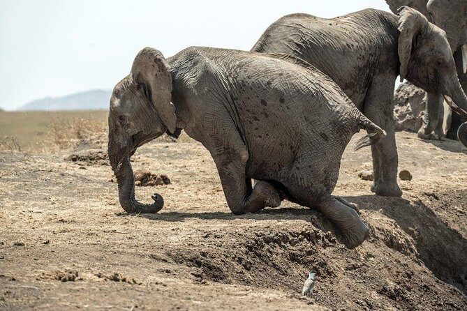 4 Days Masai Mara and Lake Nakuru National Park Private Luxury Safari - Exploring the Itinerary in Detail