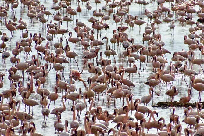 4 Days Masai mara and Lake Nakuru Safari from Nairobi - An In-Depth Look at Your 4-Day Kenyan Safari