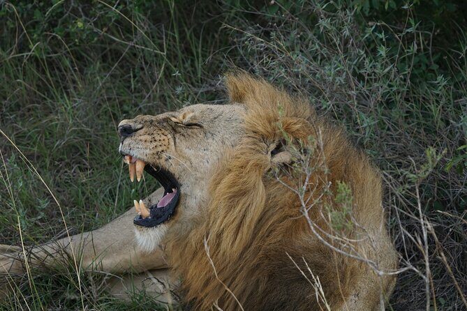 4 Days Masai mara and Lake Nakuru Safari from Nairobi - What Makes This Tour Stand Out?