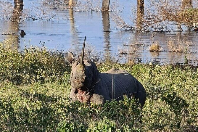 4 Days Masai mara and Lake Nakuru Safari from Nairobi - Final Thoughts: Who Is This Safari For?