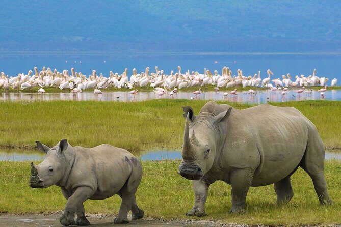 4 Days Masai Mara and Lake Nakuru Shared Camping Safari - Introduction