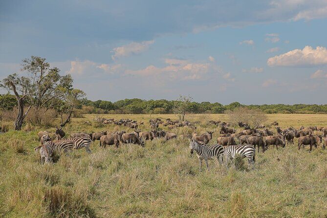 4 Days Masai Mara and Lake Nakuru Shared Camping Safari - Key Points