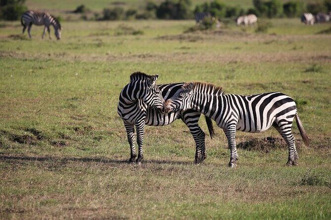 4 Days Masai Mara and Lake Nakuru Shared Camping Safari - FAQ