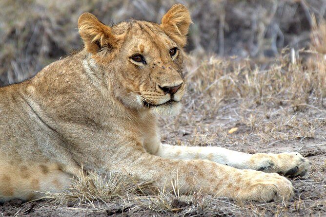 4 Days Masai Mara Camping Safari - First Impressions: Arriving at Maasai Mara
