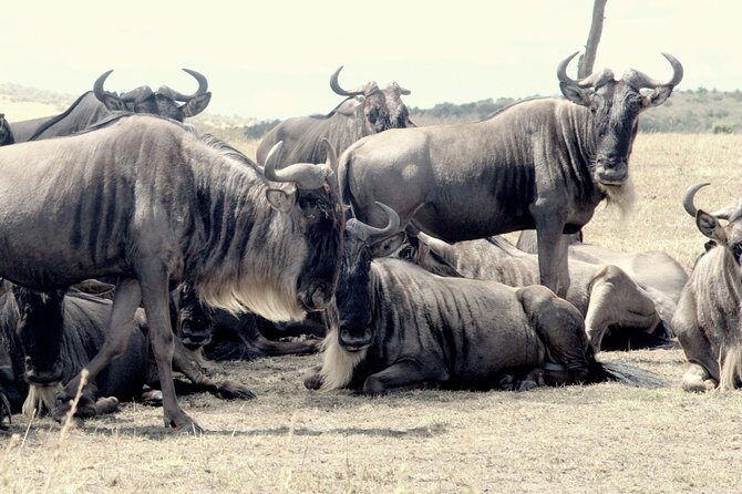 4 Days Masai Mara Camping Safari - Day 3: The Mara River and the Great Migration