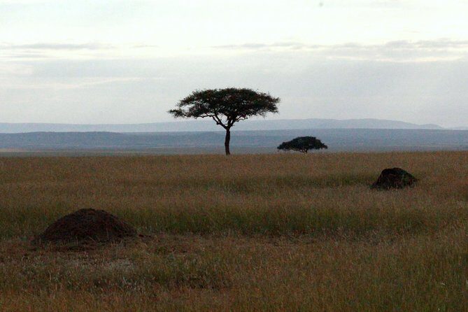 4 Days Masai Mara Camping Safari - What Could Be Better?