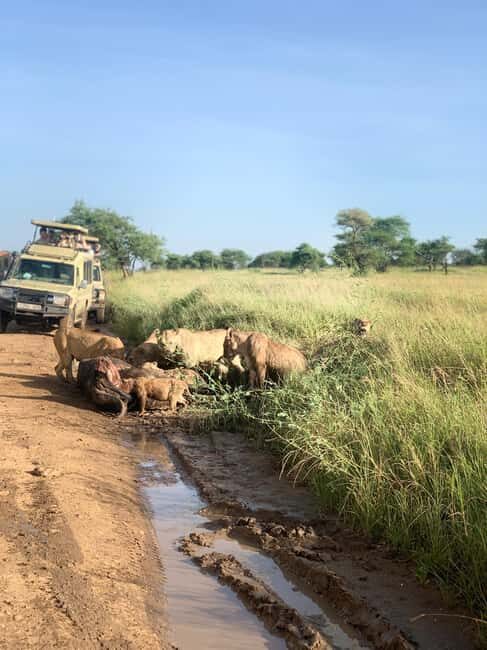 4 Days Masai Mara Group Joining Safari Tour 2024, 2025 20226 - Exploring the 4 Days Masai Mara Group Joining Safari Tour 2024, 2025, 2026
