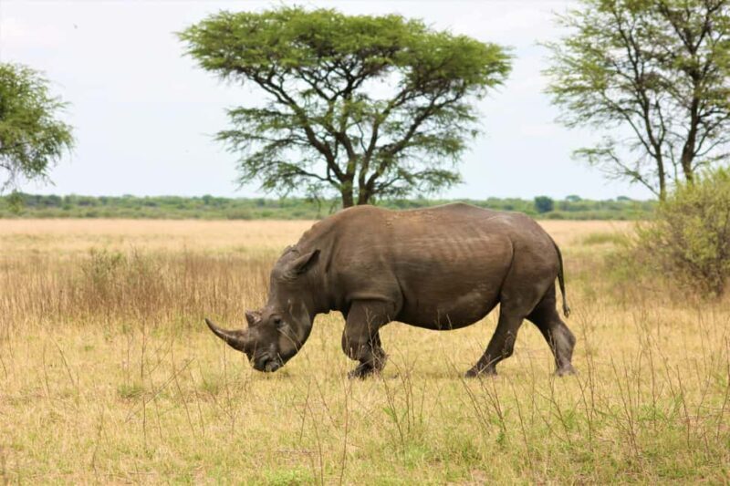 4 Days Masai Mara Group Joining Safari Tour 2024, 2025 20226 - Key Points