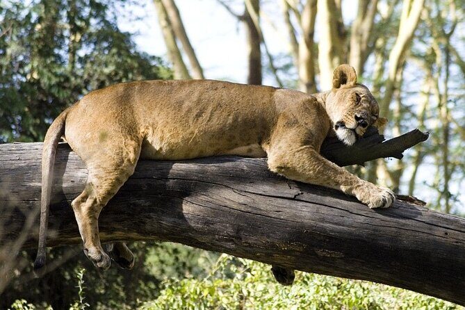 4 Days Masai Mara & Lake Nakuru Budget Group Safari in a 4x4 Jeep - Key Points