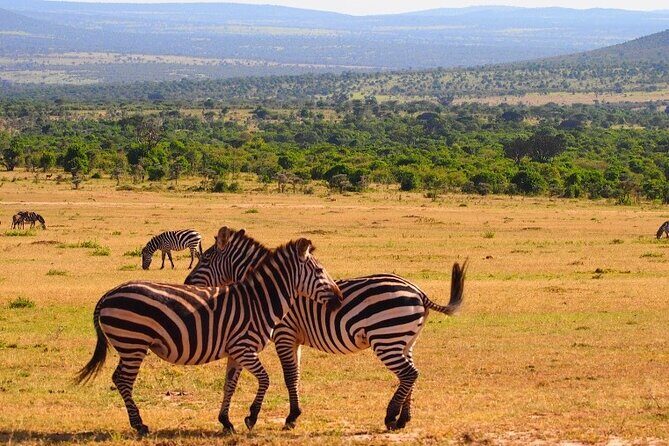 4 Days Masai Mara & Lake Nakuru Budget Group Safari in a 4x4 Jeep - A Practical Guide to the 4-Day Kenya Safari