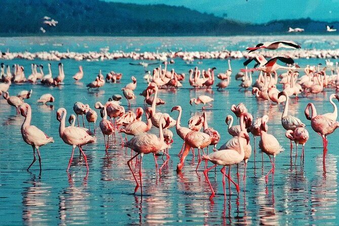4 Days Masai Mara & Lake Nakuru Budget Group Safari in a 4x4 Jeep - The Sum Up