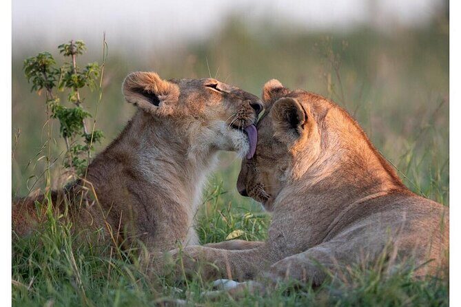 4 Days Masai Mara/Lake Nakuru Budget Safari - Key Points