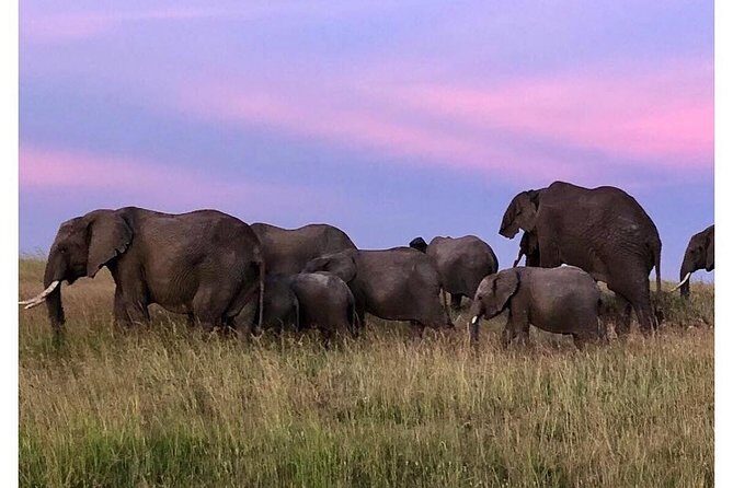 4 Days Masai Mara/Lake Nakuru Budget Safari - A Practical Breakdown of the 4-Day Adventure