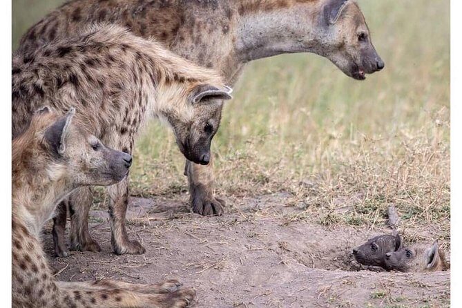 4 Days Masai Mara/Lake Nakuru Budget Safari - Who Is This Tour Best Suited For?