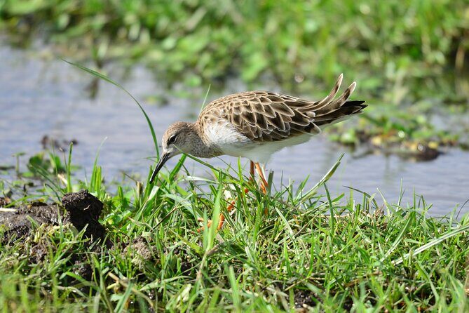 4 Days Masai Mara/Lake Nakuru Budget Safari - FAQ: Your Practical Questions Answered