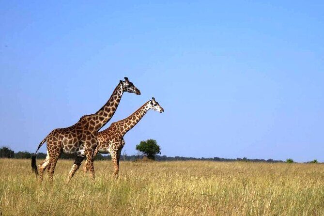 4 Days Masai Mara & Lake Nakuru Group Joining Safari - Discovering Kenya in Four Days: The Masai Mara & Lake Nakuru Safari