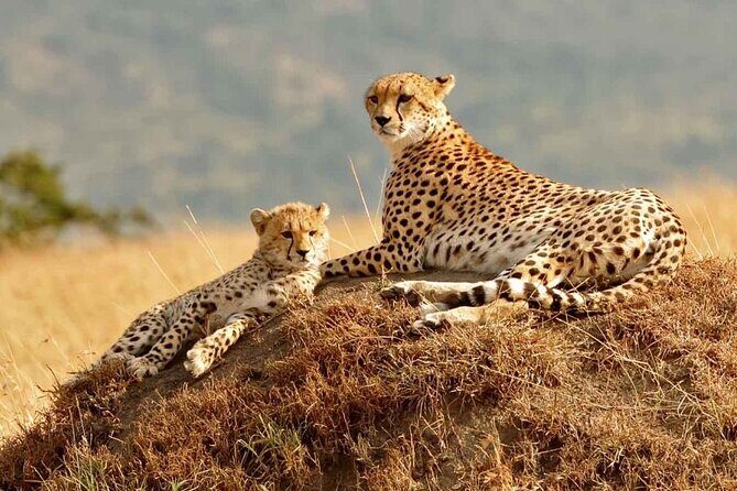 4 Days Masai Mara & Lake Nakuru Group Joining Safari - Key Points
