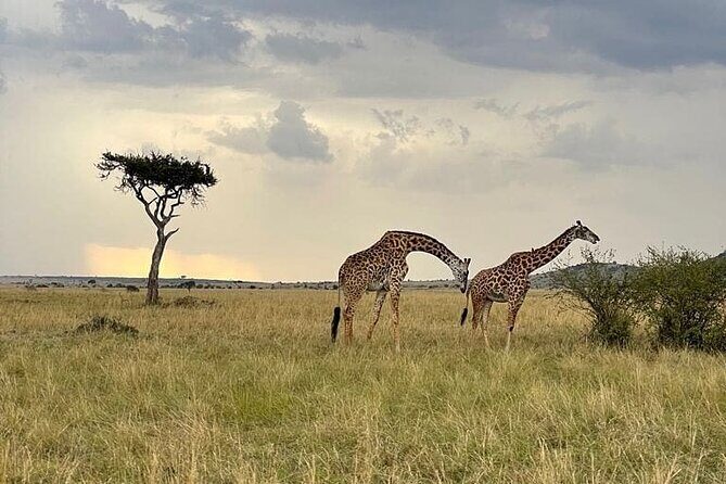 4 Days Masai Mara & Lake Nakuru Group Joining Safari - Authentic Experiences and What Travelers Say
