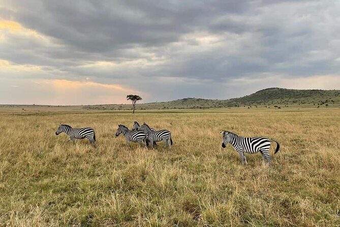 4 Days Masai Mara & Lake Nakuru Group Joining Safari - Wrapping It Up