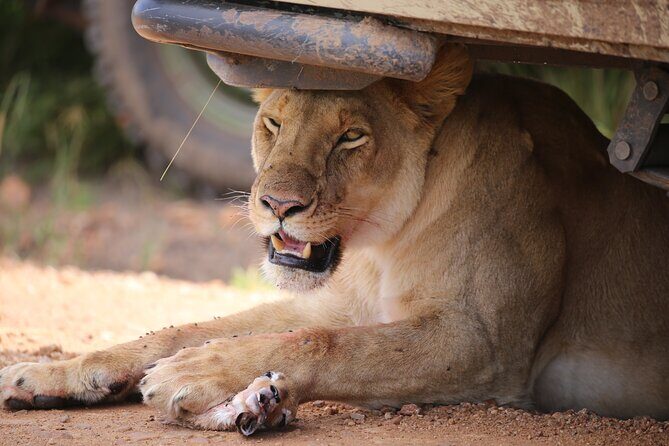 4 Days Masai Mara Lake Nakuru Jeep Safari - Who Is This Tour Best For?