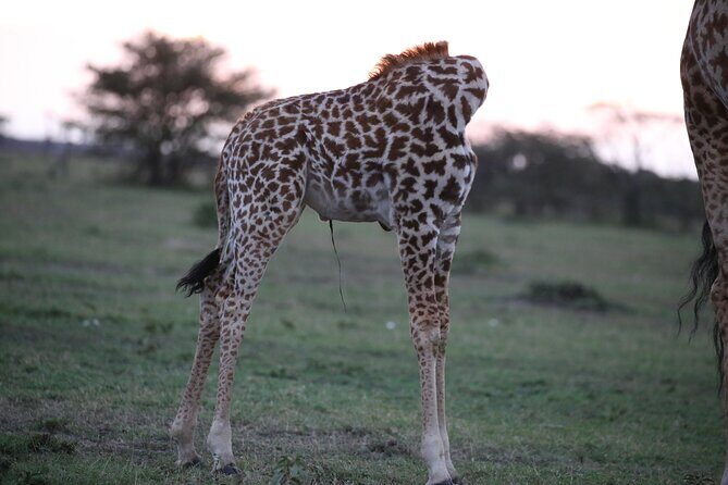 4 Days Masai Mara Lake Nakuru Jeep Safari - FAQs