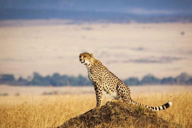 4 Days Masai Mara & Lake Nakuru Lodge Safari - A Detailed Look at the 4-Day Safari Experience