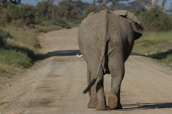 4 Days Masai Mara Nakuru - The Price and Value