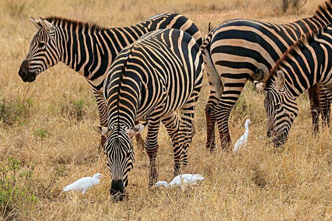 4 Days Masai Mara Nakuru - What Travelers Say