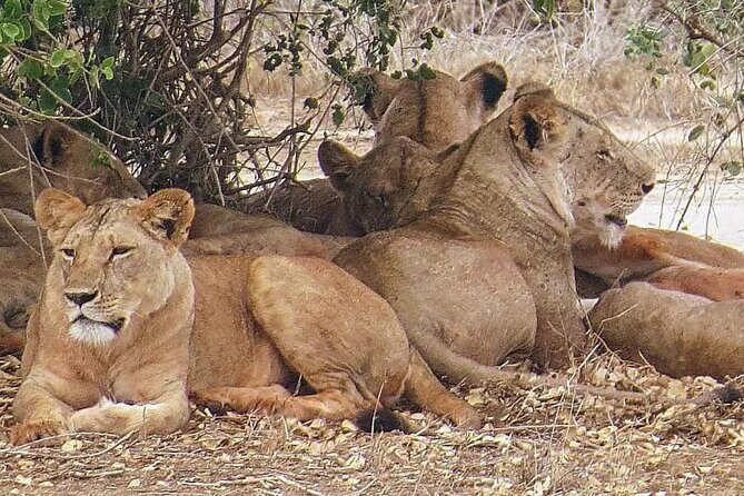 4 Days Mid Luxury Safari, Lake Nakuru and Masai Mara. - An In-Depth Look at the Itinerary