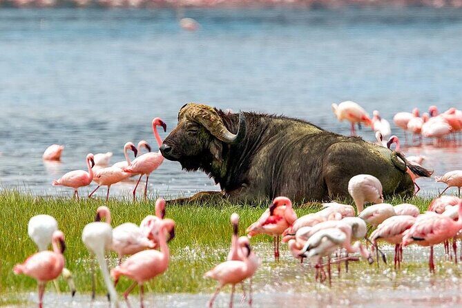 4 Days Mid Luxury Safari, Lake Nakuru and Masai Mara. - Quality and Comfort