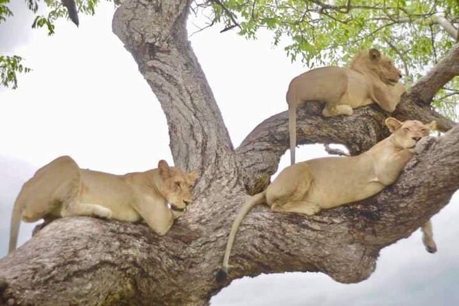 4 Days Mikumi & Udzungwa National Parks Safari - FAQ