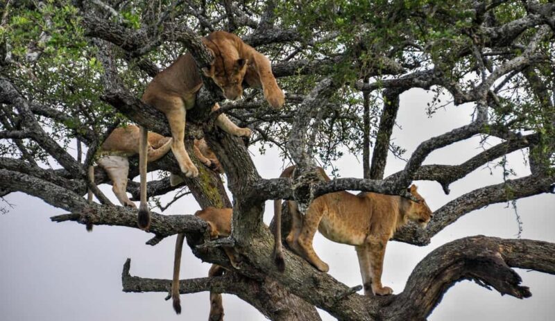 4 Days Ngorongoro Crater and Lake Manyara Wildlife Safari - The Experience and Value