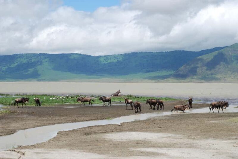 4 Days Ngorongoro Crater and Lake Manyara Wildlife Safari - Final Thoughts