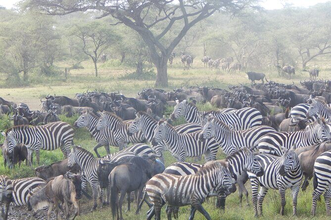 4 Days Ngorongoro & Serengeti Safari from Arusha - An In-Depth Look at the 4-Day Tanzanian Safari